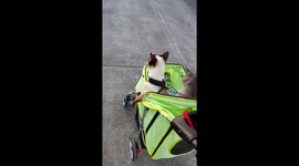 Cats Riding In Stroller Pt. 1