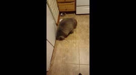 Persian Cat Playing with a Straw