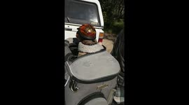 Is this the world's coolest chihuahua?