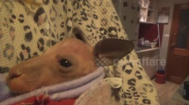 Injured baby kangaroo rescued, by chance