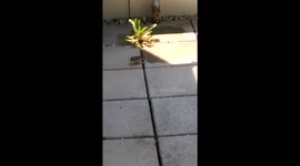 Sparrow eating a grasshopper