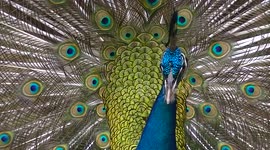 Blue peacock displaying