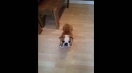 Bulldog puppy sitting for the first time on command