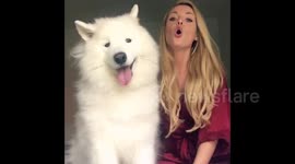 Huge fluffy dog howls with owner