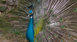 Blue peacock in full display