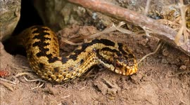 Adder Basking In The Sun - Cornwall U.K