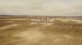 Wedge-tailed Eagle Attacks Drone - Drone Vs Eagle Flying Battle in Western Australia
