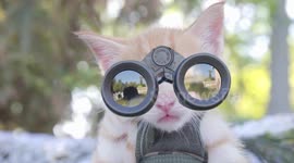 Visual effects artist Aaron Benitez imagines a world ruled by cats