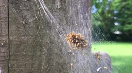 100's of spiders