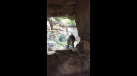 Mandrill masturbates in front of shocked zoo guests