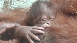 Orangutan Baby Born At Twycross Zoo Today!