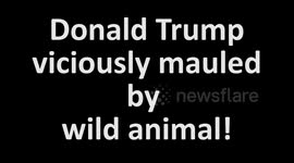 Donald Trump viciously mauled by wild animal
