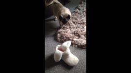 Pug scared of slipper