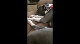 Dog dreaming