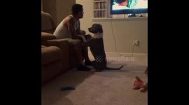 Man's Best Friend