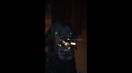 Dog with fidget spinner