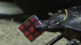 Stag beetle holds world's smallest Rubik's cube