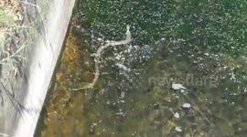 Grass snake swimming, stuck in the river, Throop, Dorset.
