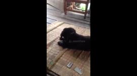 Labrador puppy plays with baby kitten