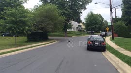 Vulture Eats Roadkill