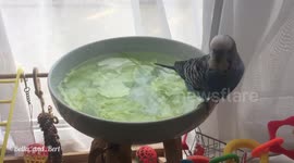 Budgie bath