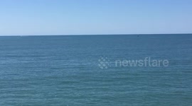 A dolphin swimming in Aberystwyth