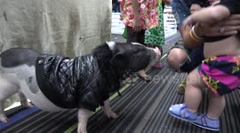Stylish pig walks around pet show in a coat