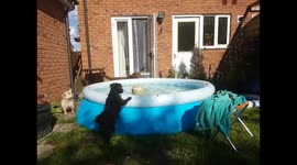 Dogs try to get ball out of swimming pool! Soooooo funny!!!!
