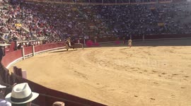 Bull knocks down horse