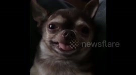 Mojito   The adorably ugly Chihuahua dog