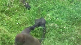 Gorilla youngster drags baby brother across the grass