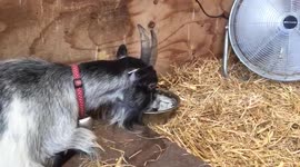 'Poorly' goat given ice water and a fan to cool down during heat wave