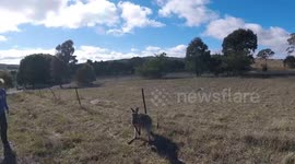 Female kangaroo is found with lower jaw blown off by suspected gunshot