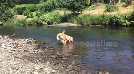 Buddy taking time out in the heat.