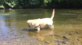 Labrador cooling down in the heat (Part-2).