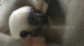 Gibbon Gender Reveal
