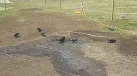 Check out how these hot birds keep cool in the park