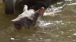 Adorable newborn tapir cools off in a pool