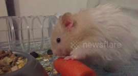 Hamster cooling off with a chilled carrot