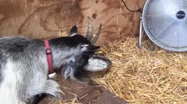 Newsflare Edit - 'Poorly' goat given ice water and a fan to cool down during heat wave