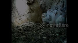 Barn owl chicks dealing with a heatwave