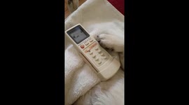 Pugandcat: it's getting hot in here