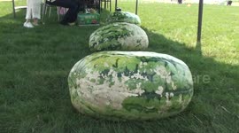Giant watermelon appears in southern China