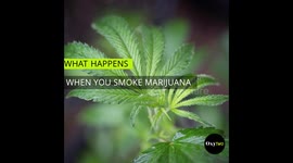 What Happens When You Smoke Marijuana?