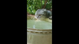 Pugandcat: Cat is thirsty