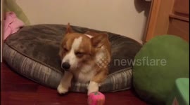 Hot tired corgi dog