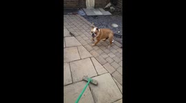 Bulldog hates broomstick and tries to attack it