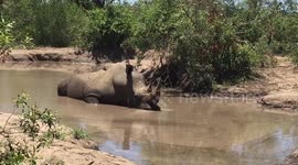 Hot hippo