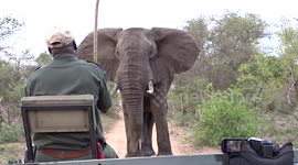 Safari tracker forced to push away curious elephant with stick