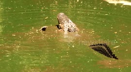 Snaggletooth mates with Big Mamma
